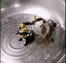 Crab Crabs GIF - Crab Crabs Fight - Discover & Share GIFs