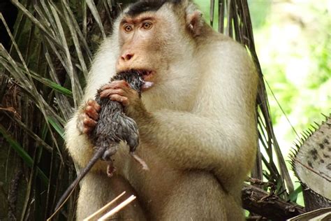 Greedy killer monkeys found eating large RATS in Malaysia, leaving ...