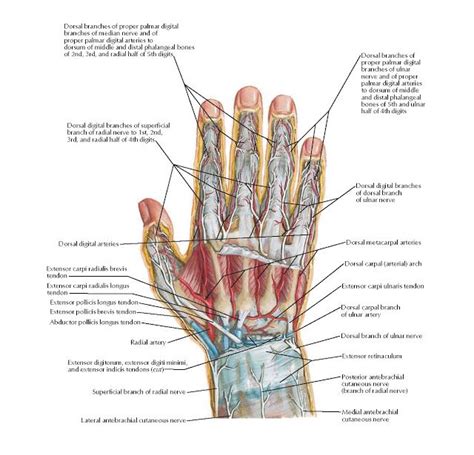 the anatomy of the hand and wrist