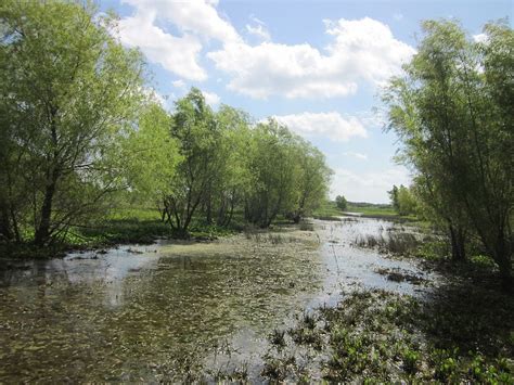 Tree of the Month: Black Willow | Gardening in Orange County New York