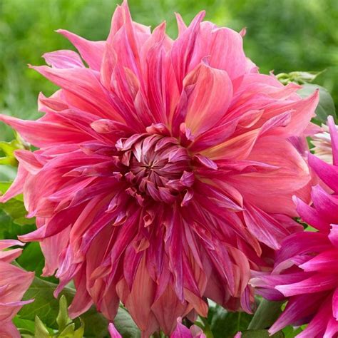 New Dahlias for 2018 - Longfield Gardens | Longfield gardens, Garden ...