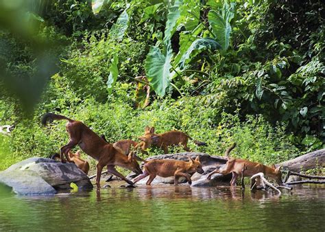 Visit Khao Yai National Park, Thailand | Audley Travel UK