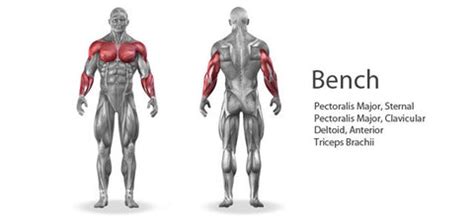 The Ultimate Guide to the Bench Press - SET FOR SET