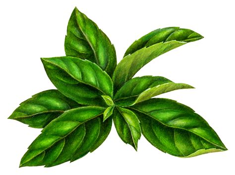 Basil Clipart - Free Images of Basil Leaves and Plants