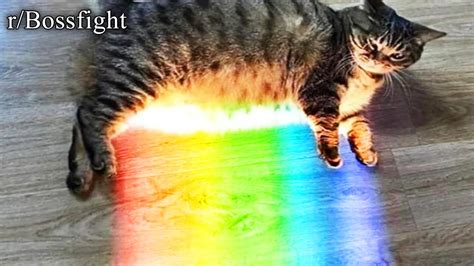 r/Bossfight | gay cat - YouTube