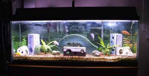 11 Unique Fish Tank Decor Ideas - Beautify Your Aquarium