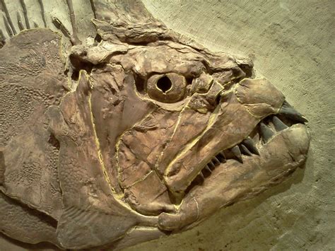 Sunday Snapshot: Fossils at the KU Natural History Museum | Fish fossil ...