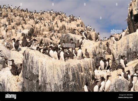 Birds england farne islands northumberland hi-res stock photography and ...