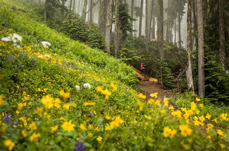 Alpine Hiking Trails on Whistler and Blackcomb Mountains