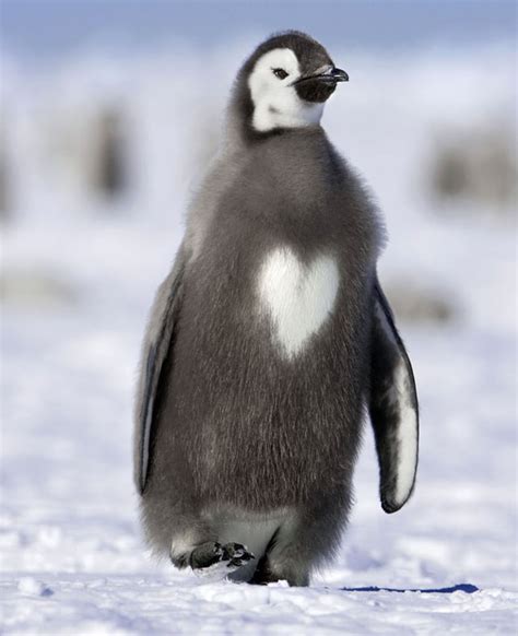 Emperor penguin chick with a heart : aww