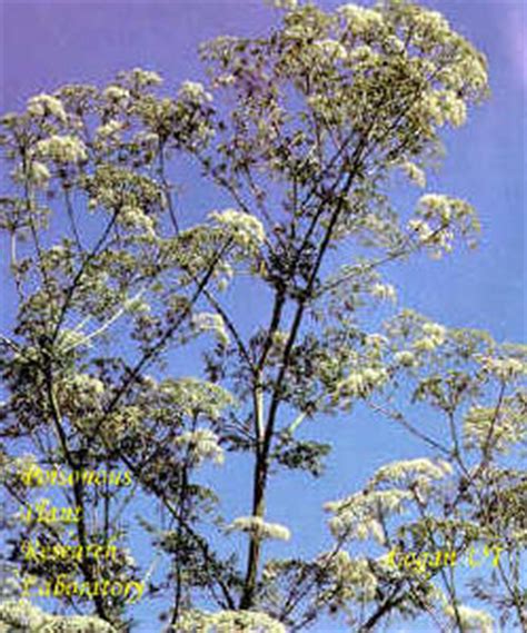 Poison Hemlock (Conium maculatum) : USDA ARS