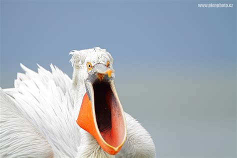 Lake Kerkini Pelicans / Pelikáni na jezeře Kerkini | pkmphoto.cz