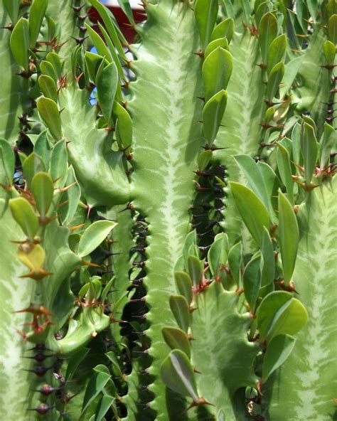 Euphorbia trigona | Trees to plant, Euphorbia, African milk tree