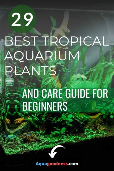 29 Best Tropical Aquarium Plants (And care guide for beginners)