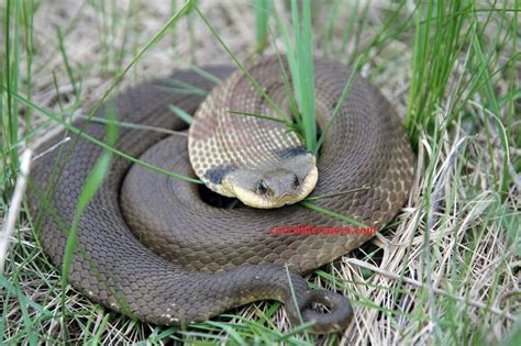 Hognose Snake Care Sheet (A Must-Read Guide) - Core Differences