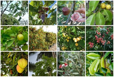 12 Best Fruit Trees to Grow in Florida for a Great Harvest