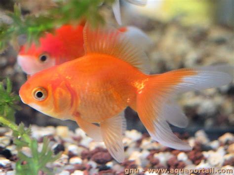 Poisson rouge : aquarium, alimentation et plus