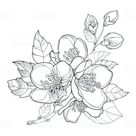 Jasmine Flower Simple Drawing | Jasmine flower tattoos, Flower drawing ...