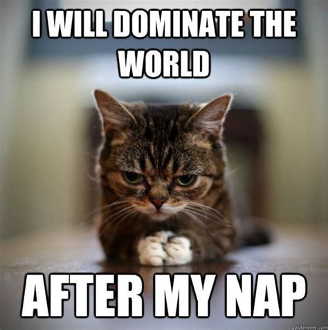 21 Animals Who Really Need Their Nap Right Now ( Memes) | Funny cat ...