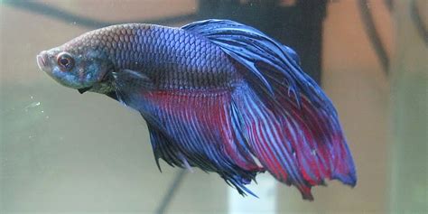 Betta Fish Fin Rot : Betta Fin Rot Guide Symptoms How To Treat And ...