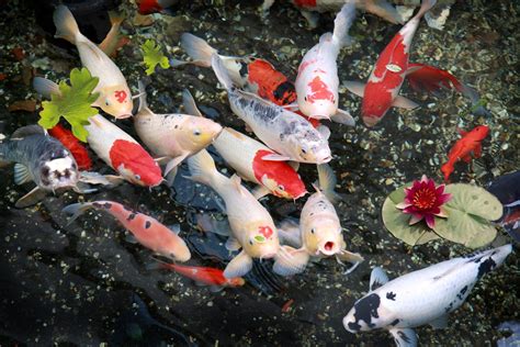 Koi Fish Pond - Best Decorations