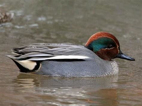 Male Teal Duck