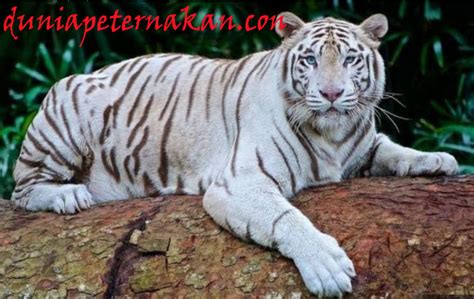 Harimau Putih : makanan,cara,budidaya,harga,vitamin,jenis,indukan,obat