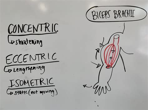 The 3 Types of Muscle Contractions and Their Best Uses - Invictus Fitness