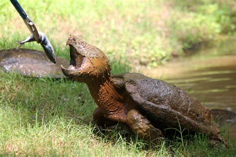 Alligator Snapping Turtle – Caldwell Zoo