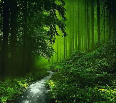 Green Forest, forest mystic, HD wallpaper | Peakpx