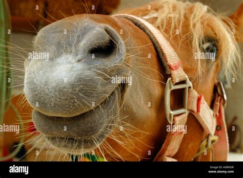 horse face close up Stock Photo - Alamy