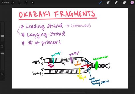 ⏩SOLVED:Which portion of a chromosome contains Okazaki fragments? a ...