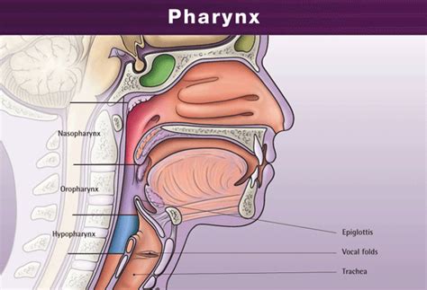 Faring | BIOLOGIPEDIA