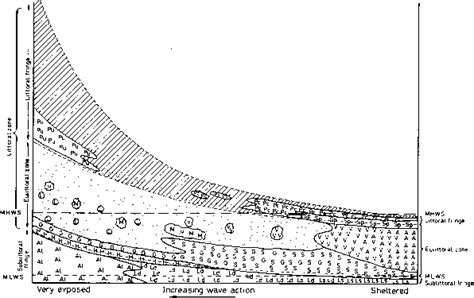 Zonation patterns - Marine Ecology - Ecology Center