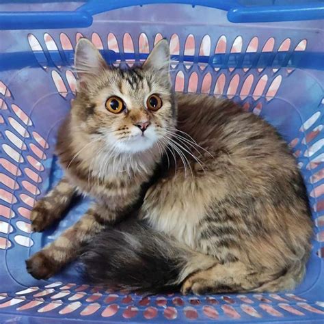 These 14 Cats in Baskets Are the Most Precious Things We've Ever Seen