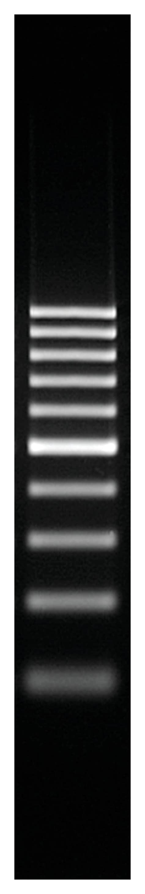 Thermo Scientific GeneRuler 100 bp DNA Ladder:Gel Electrophoresis ...