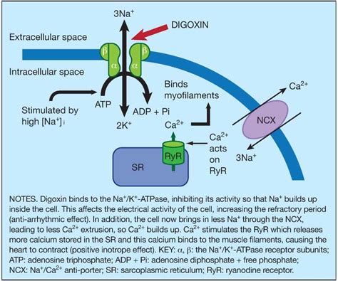 Digoxin - Nunn - 2010 - Practical Diabetes International - Wiley Online ...