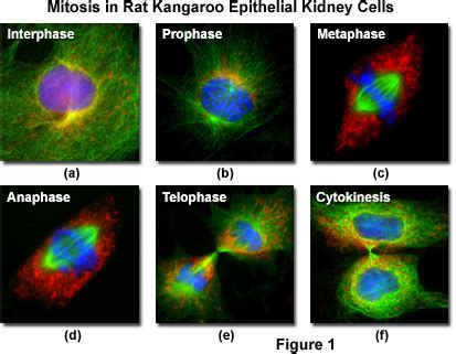 Molecular Expressions Cell Biology: Mitosis with Fluorescence Microscopy