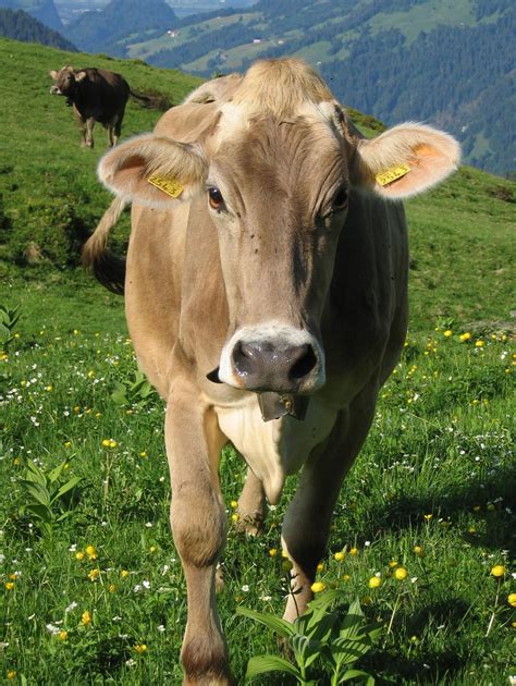 Brown Swiss is a breed of dairy cattle that originated on the slopes of ...