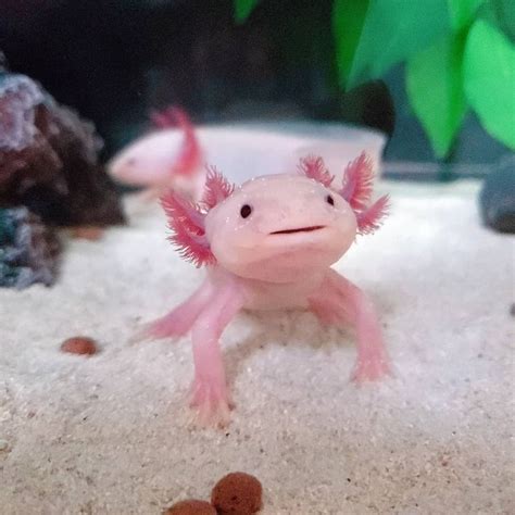 Axolotl, also known as the Mexican running fish, is the real mudkip ...