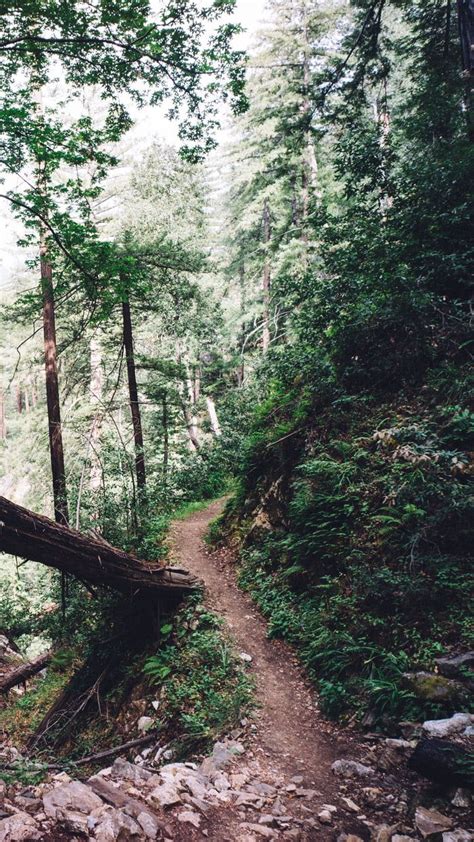 Forest Trail. - Wallpaper | Forest trail, Scenery, Hiking photography