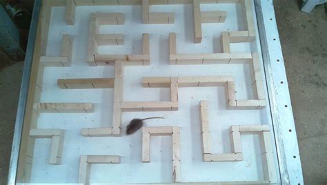 Bigger, tighter mouse maze experiments