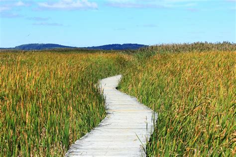 Free Images : path, meadow, prairie, reed, walk, crop, pasture, thicket ...