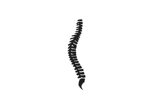 Human spine clipart - Clipground