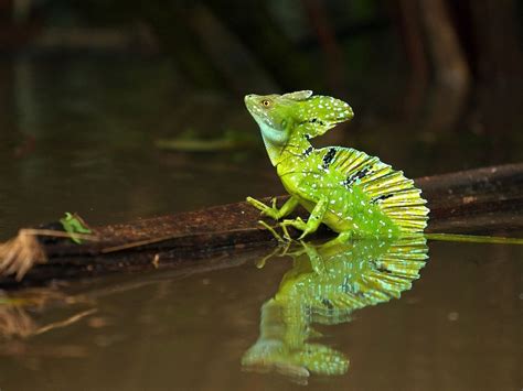 Plumed Basilisk Lizard, Tortuguero National Park Costa Rica - not every ...