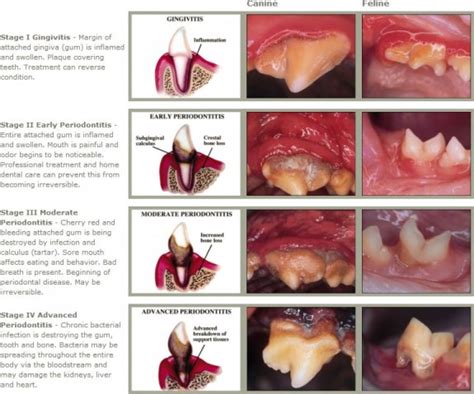 Advanced Periodontal Disease In Dogs