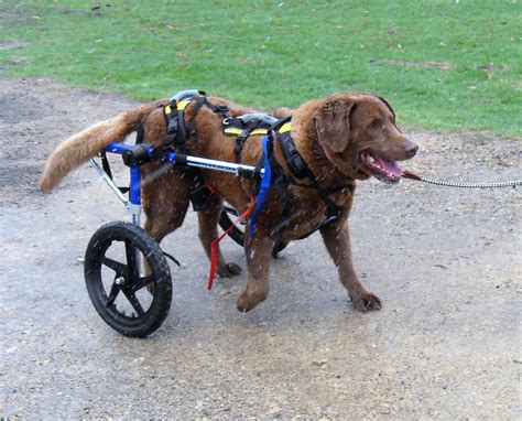 Suggested Equipment for Disabled Dogs - Life with Special Needs Dogs