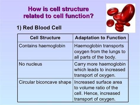 Cell structure and organisation