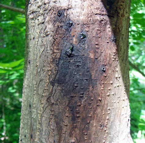 Tree Cankers: Symptoms, Treatment, and Prevention | Trees By Jake