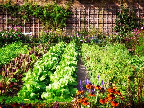 Organic Vegetable Gardens